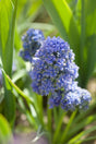 Pärlhyacint 'Blue Spike' 10st