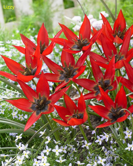 Botanisk Tulpan 'Lizzy' 8st