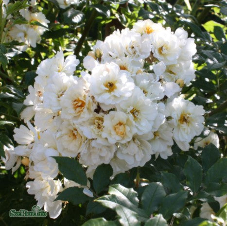 Fylld Honungsros 'Hybrida' 10-pack barrotad