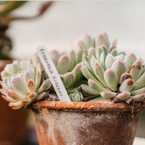 Plastetikett 10cm - 50st