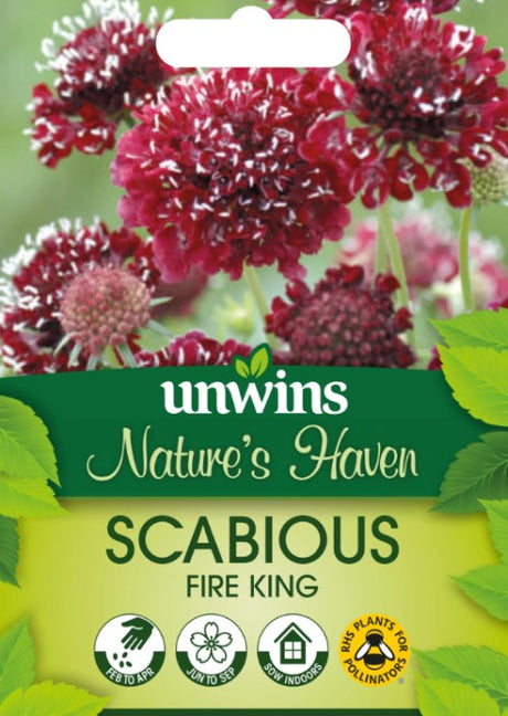 Praktvädd 'Fire King'