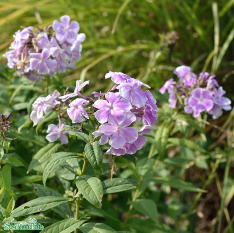 Höstflox 'Franz Schubert' 9cm kruka