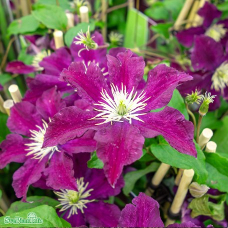 Klematis 'Warszawska Nike' 1-pack