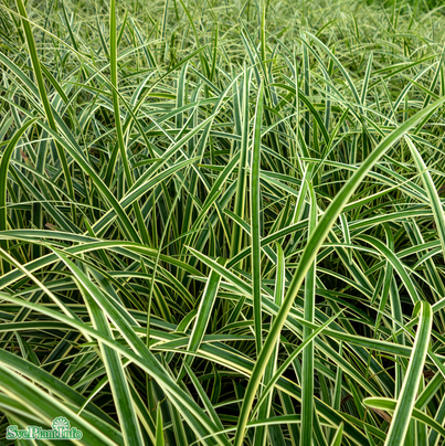Japansk starr 'Ice Dance' 11cm kruka