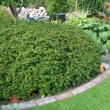 Liten stefanandra 100-p barrotad 20-40cm