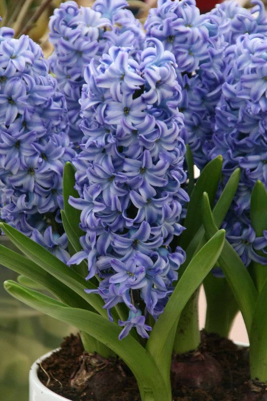 Hyacint 'Delft Blue' 5st