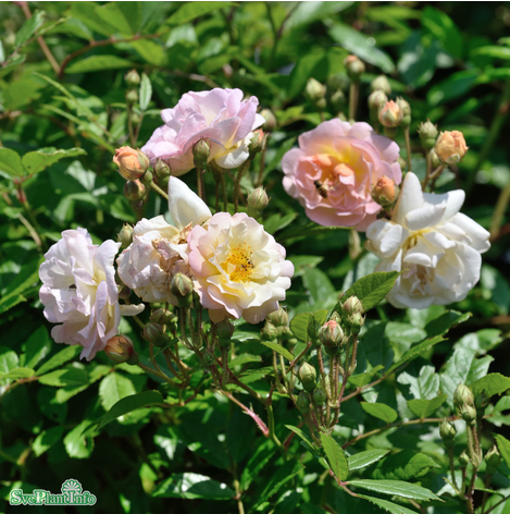 Moschataros 'Ghislaine de Féligonde' 5-pack barrotad