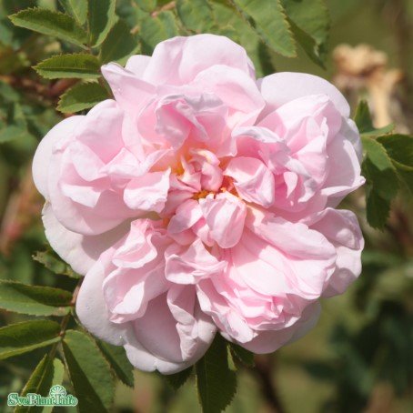 Spinossisimaros 'Stanwell Perpetual' 5-pack barrot