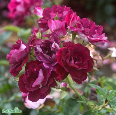 Floribundaros 'Burgundy Ice' 1-pack barrotad