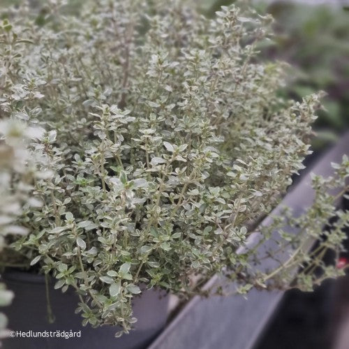 Citrontimjan 'Silver Queen' 12cm kruka
