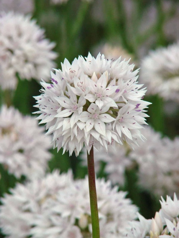 Allium,  Papperslök 'Graceful Beauty' 8st