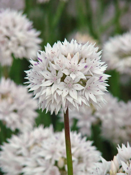 Allium,  Papperslök 'Graceful Beauty' 8st