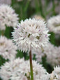 Allium,  Papperslök 'Graceful Beauty' 8st