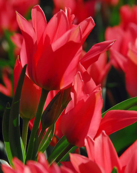 Multi Flowering Tulpan 'Toronto' 8st