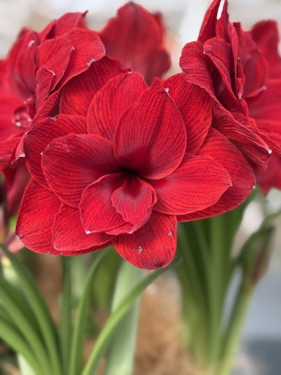Amaryllis 'Double Dragon' 1st