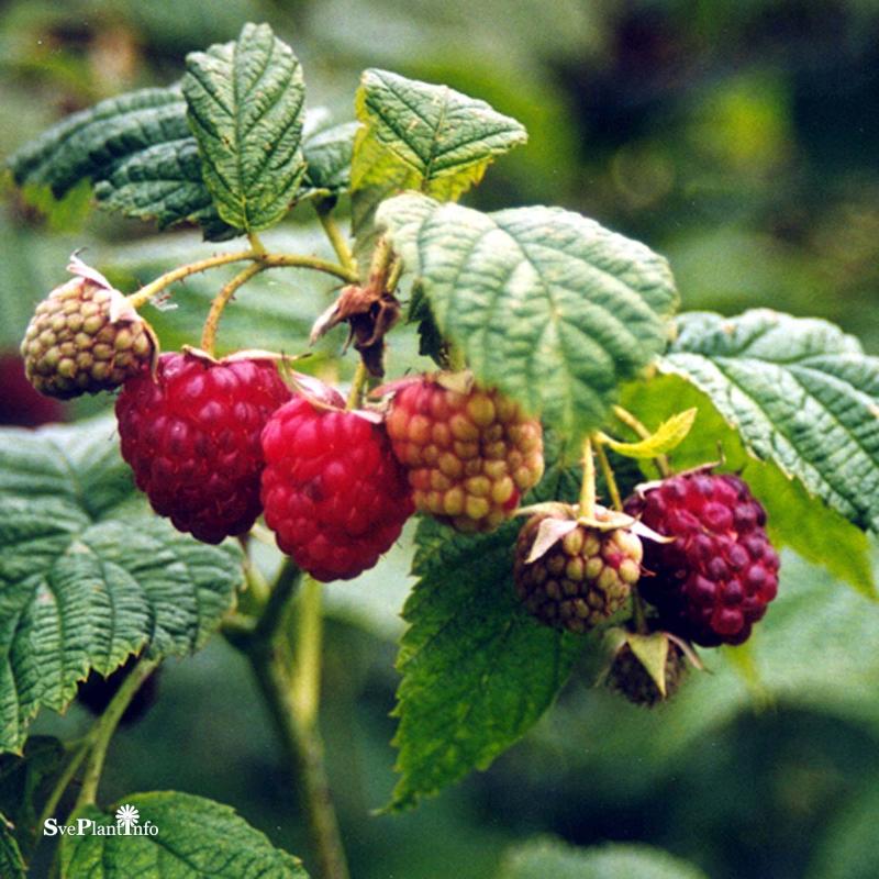 Hösthallon 'Autumn Bliss' 1-pack i kruka