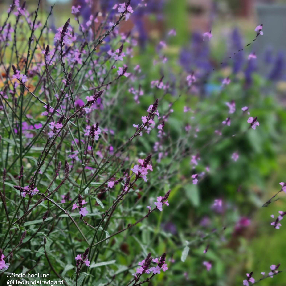 Järnört 'Bampton' 3-pack i kruka