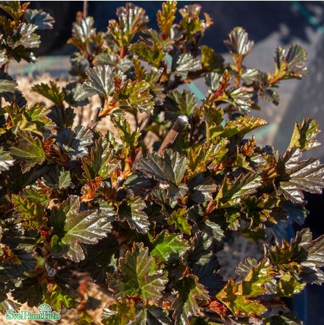 Smällspirea 'Tiny Wine' co 1-pack