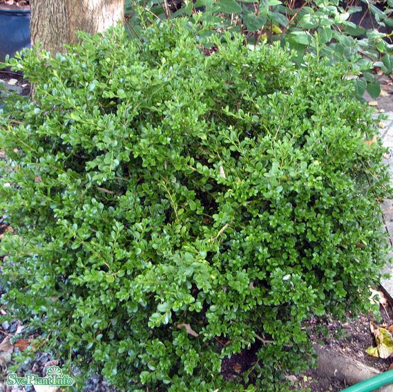 Småbladig buxbom 'Faulkner' 15-20 cm 10-pack