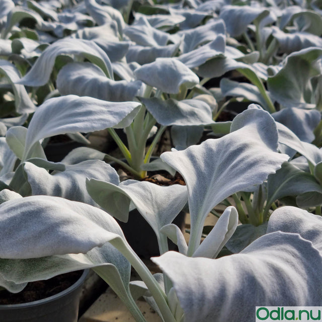 Silverstånds 'Angel Wings' 12cm kruka