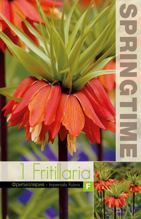 Kejsarkrona 'Rubra' 1st