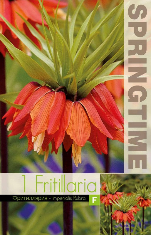 Kejsarkrona 'Rubra' 1st