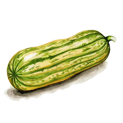 Vintersquash 'Honey Boat Delicata' Svenskodlat frö