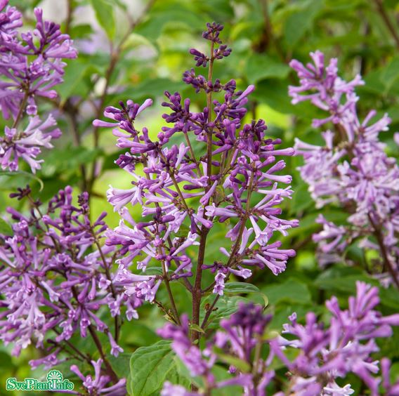 Ungersk syren 'Oden' E 10-pack i kruka