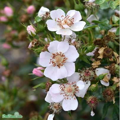 Modern buskros 'Butterflies Cover' 10-pack barrot