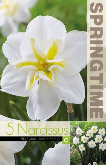 Stjärnnarciss 'Lemon Beauty' 5st