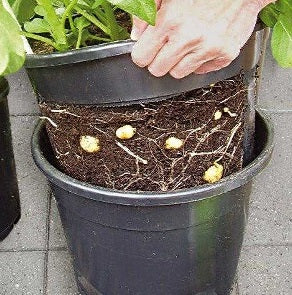 Potatiskruka 12liter