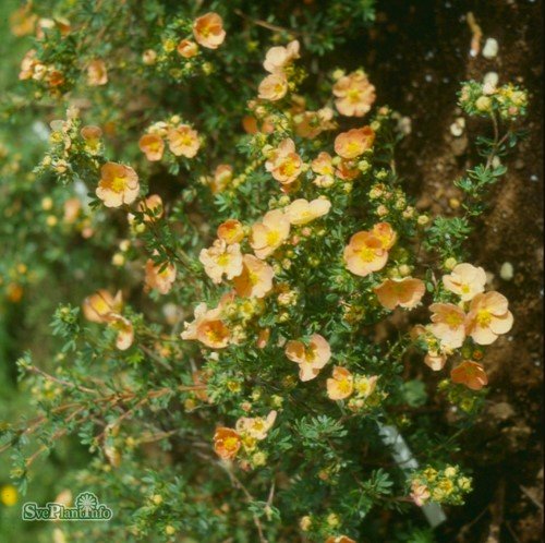 Trädgårdstok 'Daydawn' co 1-pack