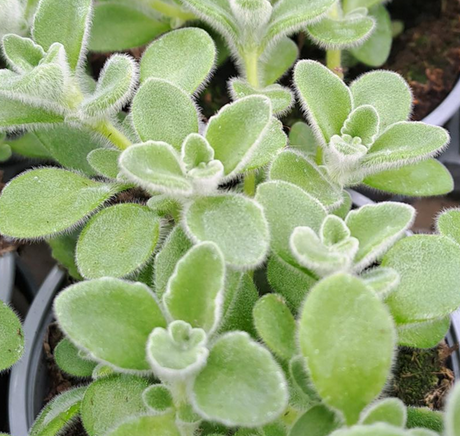 Kryddkarlbergare 'Malibu' 10,5cm kruka