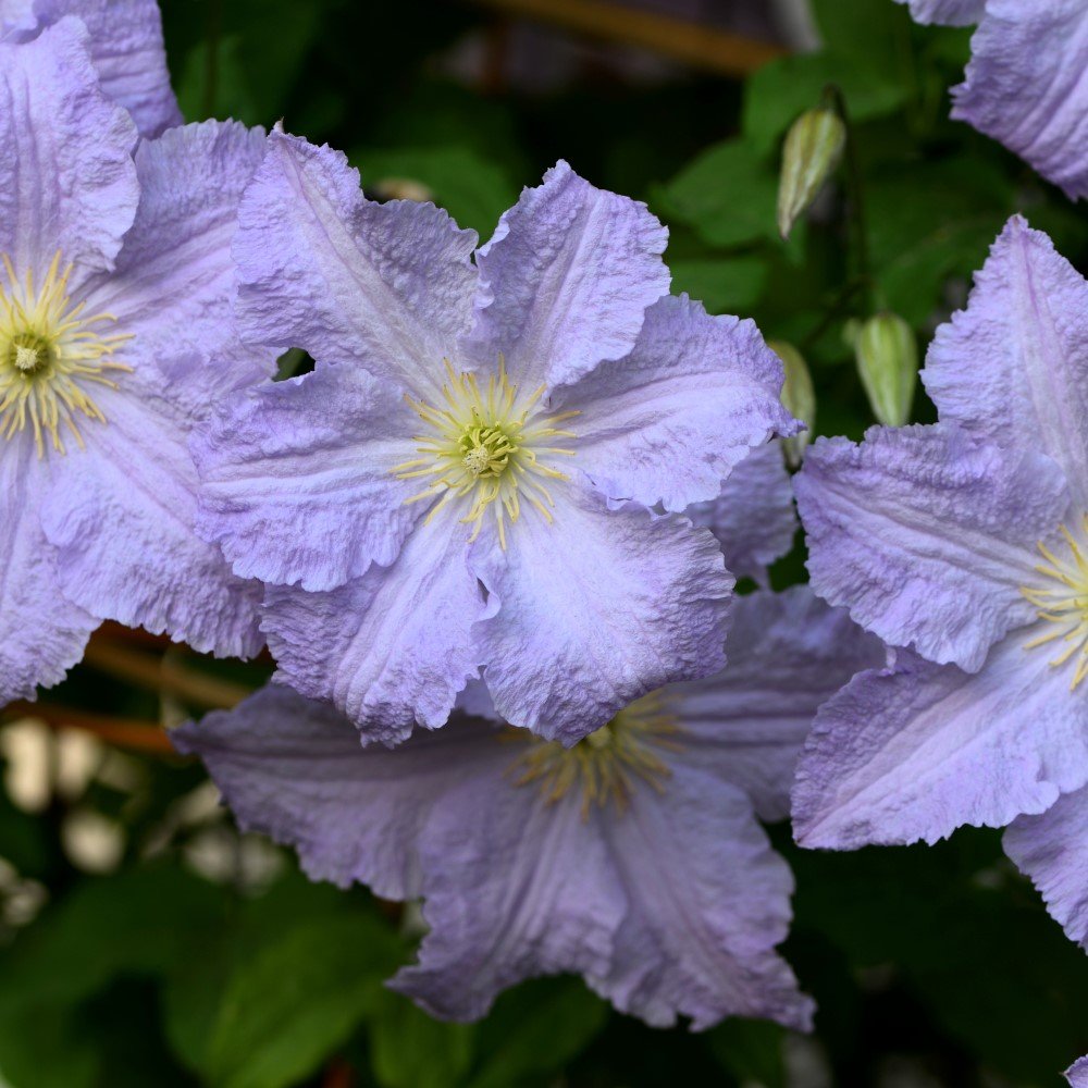 Klematis 'Blue Angel' 1-pack