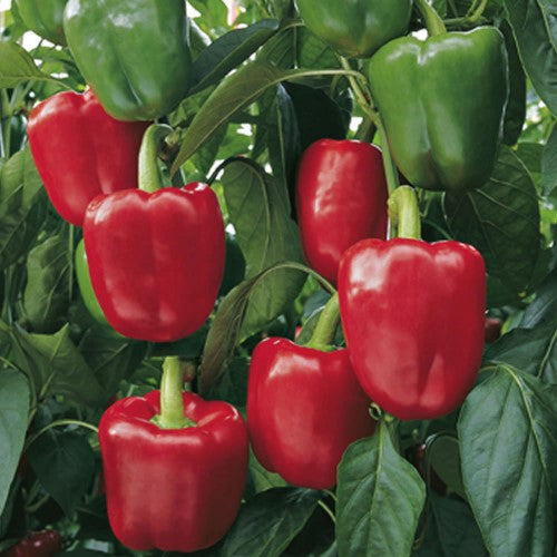 Paprika 'Bendigo' F1 Frö