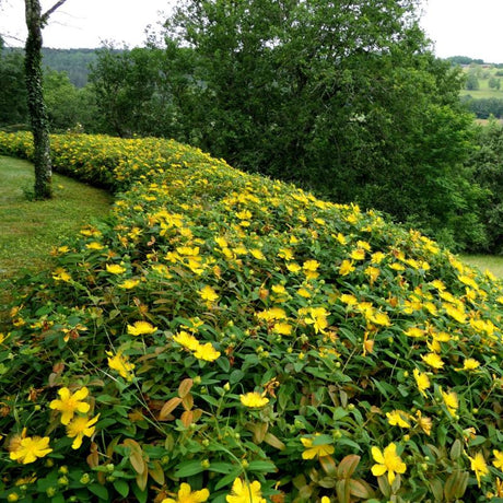 Prakthyperikum 10-pack i kruka