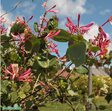 Blomsterkaprifol 'Goldflame' co 5-pack