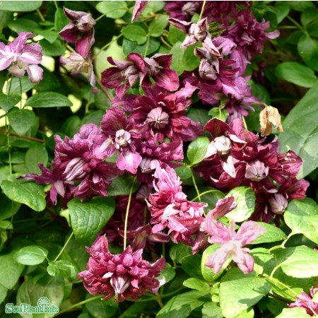 Klematis 'Purpurea Plena Elegans' 3-pack