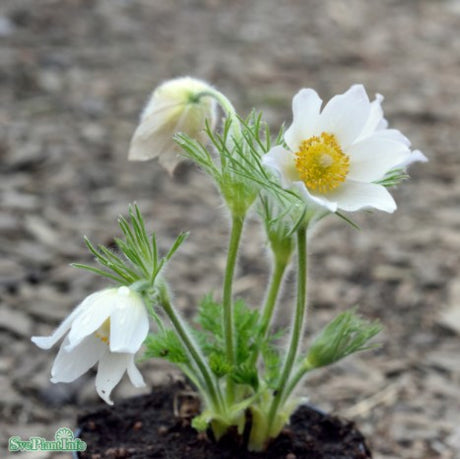 Backsippa 'Alba' 11cm kruka