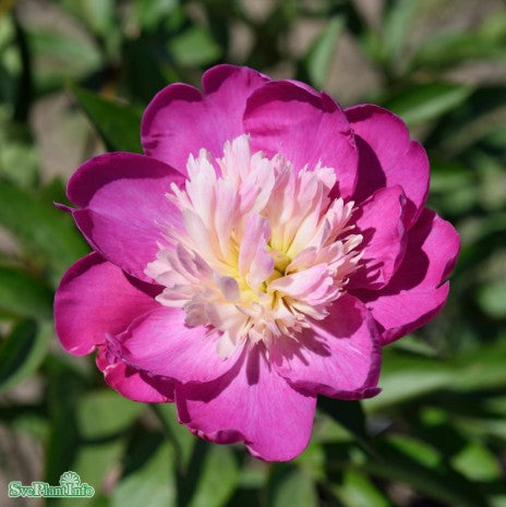 Luktpion 'Gay Paree' 1st barrotad