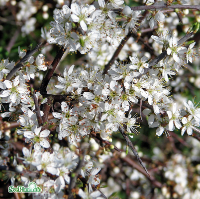 Slån 100-p barrotad 50-80cm