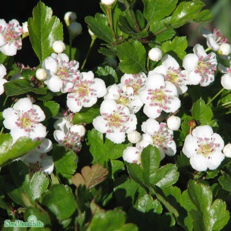 Trubbhagtorn 10-pack barrotad 50-80cm