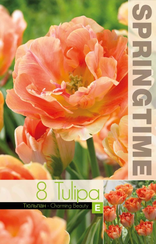 Dubbel Sen Tulpan 'Charming Beauty' 8st