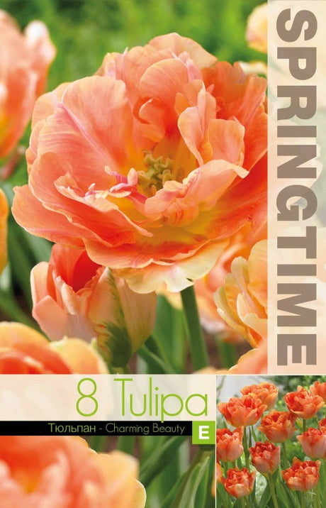 Dubbel Sen Tulpan 'Charming Beauty' 8st