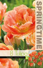 Dubbel Sen Tulpan 'Charming Beauty' 8st