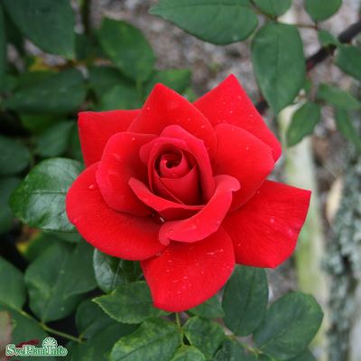 Tehybridros 'Hanne' 5-pack barrot