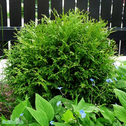 Tuja 'Little Giant' 25-30 co