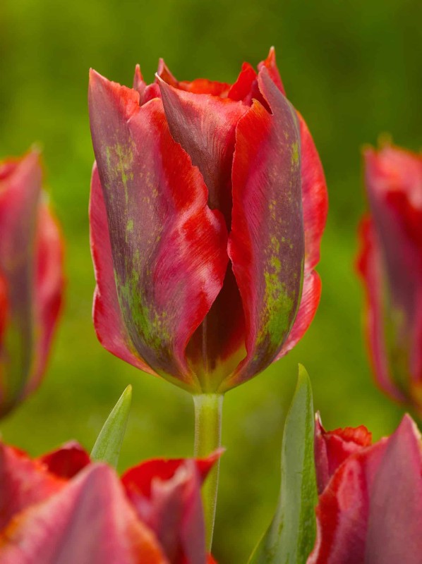 Grönbandad tulpan 'Hollywood' 8st