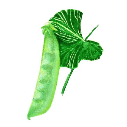 Sockerärt 'Norli' Svenskodlat frö