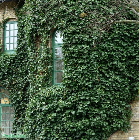 Storbladig Murgröna 1-pack